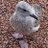 ABabySeagull