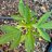 AZoutdoorgrowDS