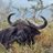 BuffaloDaggaBoy