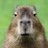 BullishCapybara