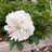 CSensr81544