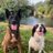 Dogswithjobs41