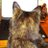E_catservant