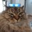 FatTrashCat11