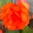 HeidiHurwood