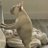 JackRussello