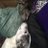 KBGreyhoundlady