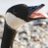 LividGrub_