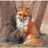 Majsavethefoxes