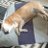 Meerkat8_Jh