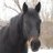 MyHorseHenry