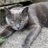 MystiqueCat17