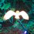 Nas_Forest