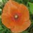 Novemberpoppy82