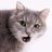 Oldcat54