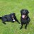 Otis_labrador