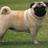 PerfectTPuglet