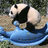 PlayfulPanda1