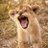 Pride_Rock_Boss