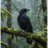 RavenofVerita