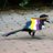 Runed_Magpie