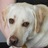 ServiceDogAcdmy
