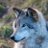 ShadowWiseWolf