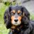 Spaniels_Rule
