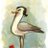 StevenSeagull52
