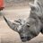 TaTRhino