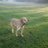 TaffytheDog