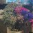 TasMr46834