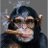 TerminallyChimp
