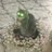 TransP81147