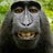 WildmonkeyUk
