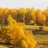 Willow75366