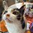 ZeldatheCat3