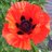 ann_beck
