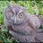 barry_owl