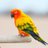 birdbrain42069