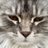 chatkins1