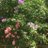 debra_w_hughes