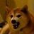 dogeisfunny