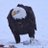 eagle_wizardry