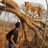 faheem_mira