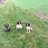 farmerrups