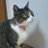 feline_m_u