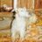 ferrettrout1
