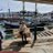 lindemin50