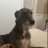 lurcher_king